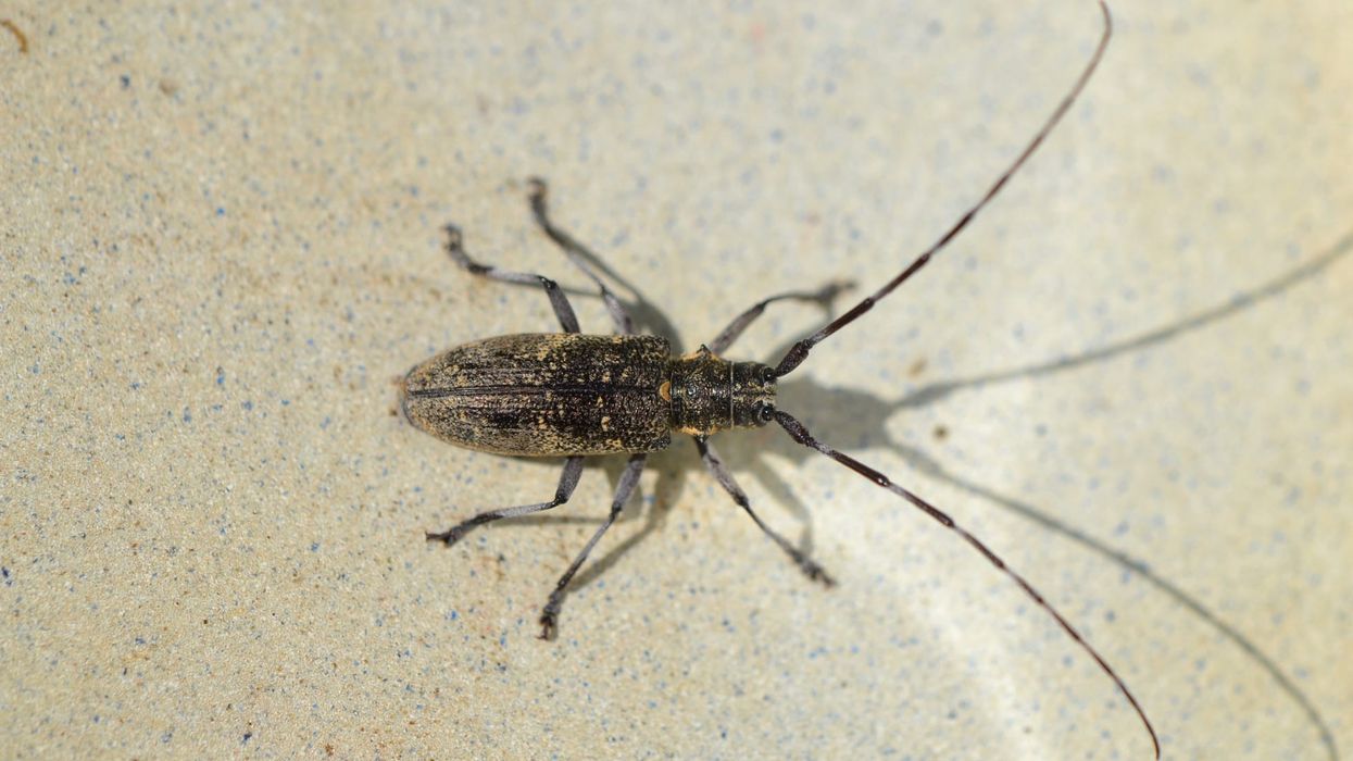 How many fun pine sawyer beetle facts do you know? Brush up your knowledge with this quick article!