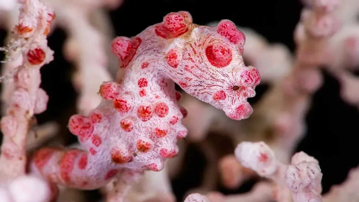 How many fun pygmy seahorses facts do you know? Brush up your knowledge of this tiny sea predator