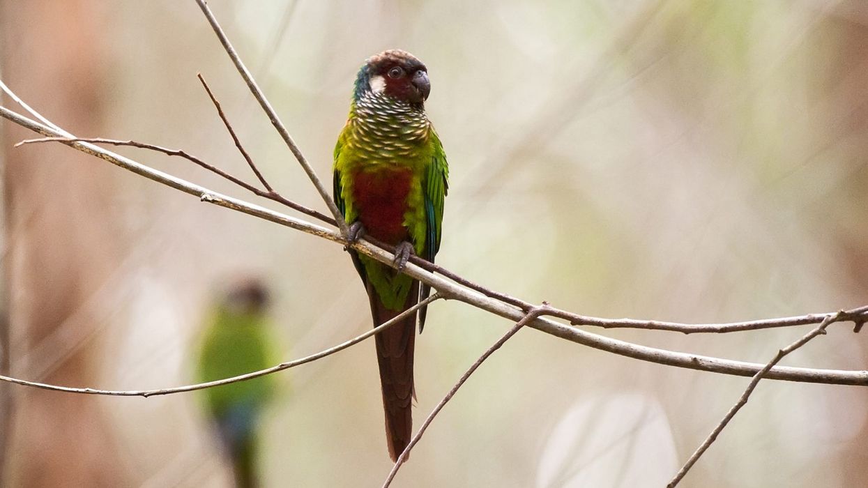 How many fun white-eared conure facts do you know? Brush up your knowledge with these fun tidbits about the bird!