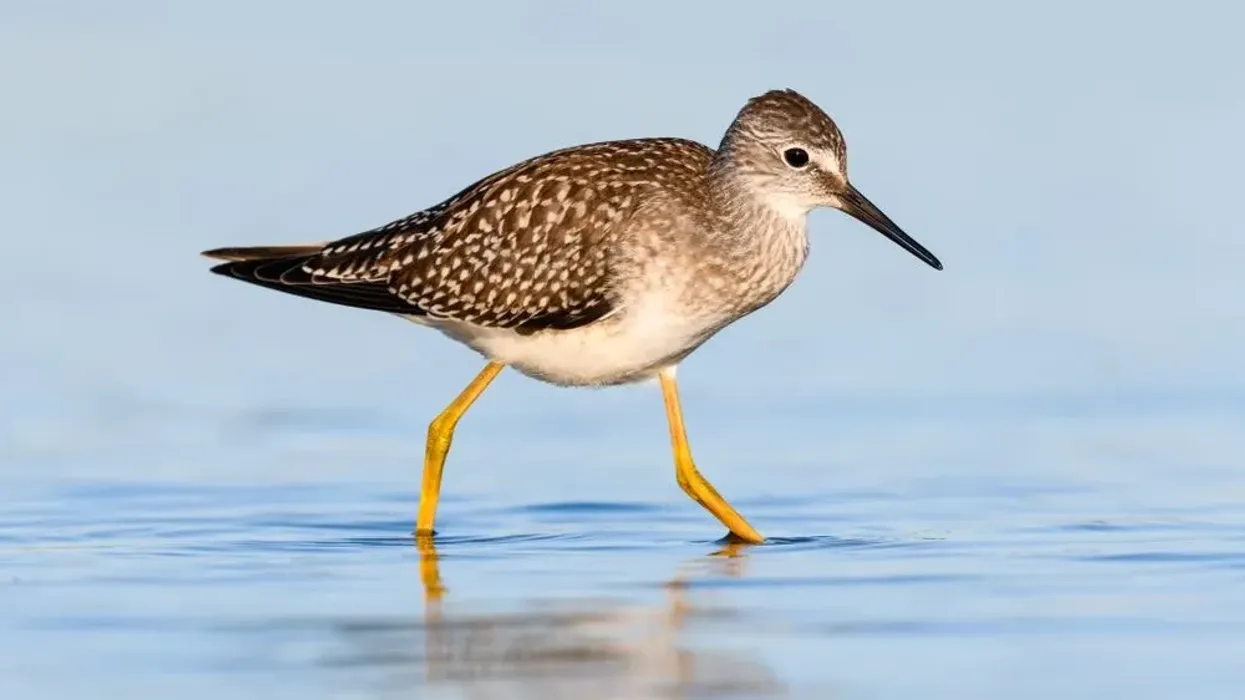 How many interesting lesser yellowlegs facts do you know? Read on, and brush up on your knowledge!