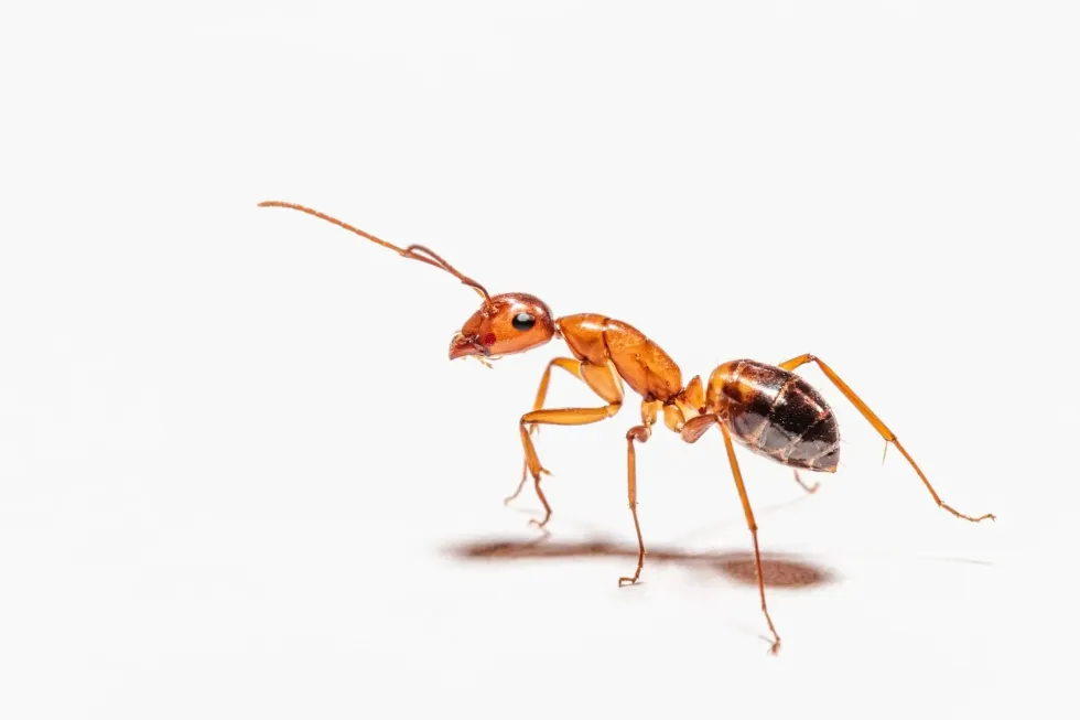 How many legs do ants have? An ant has six legs.