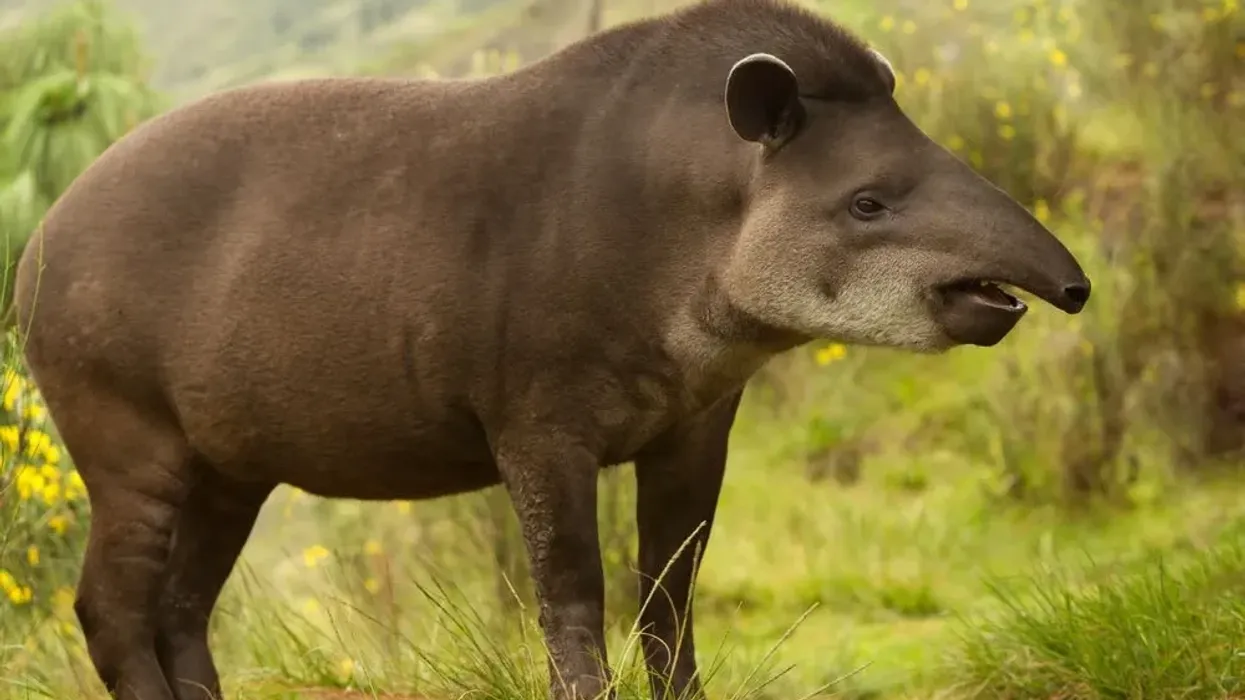 How many mountain tapir facts do you know? Brush up your knowledge of these wonderful creatures with this quick cheat sheet!