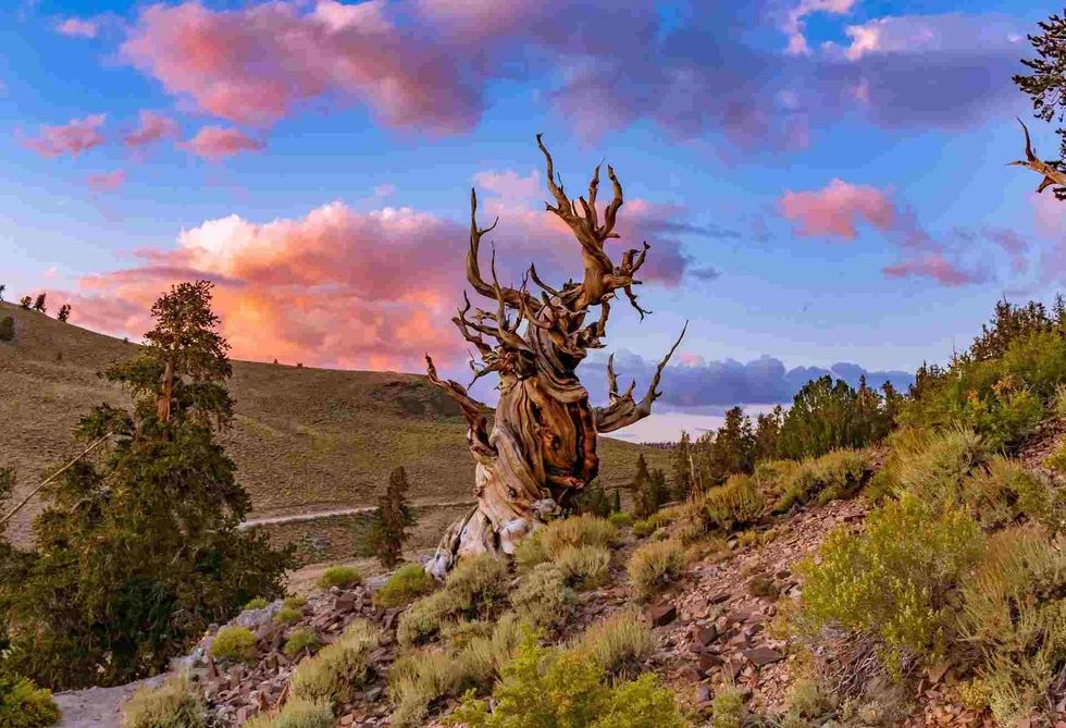 How much do you know about Bristlecone Pine Trees.