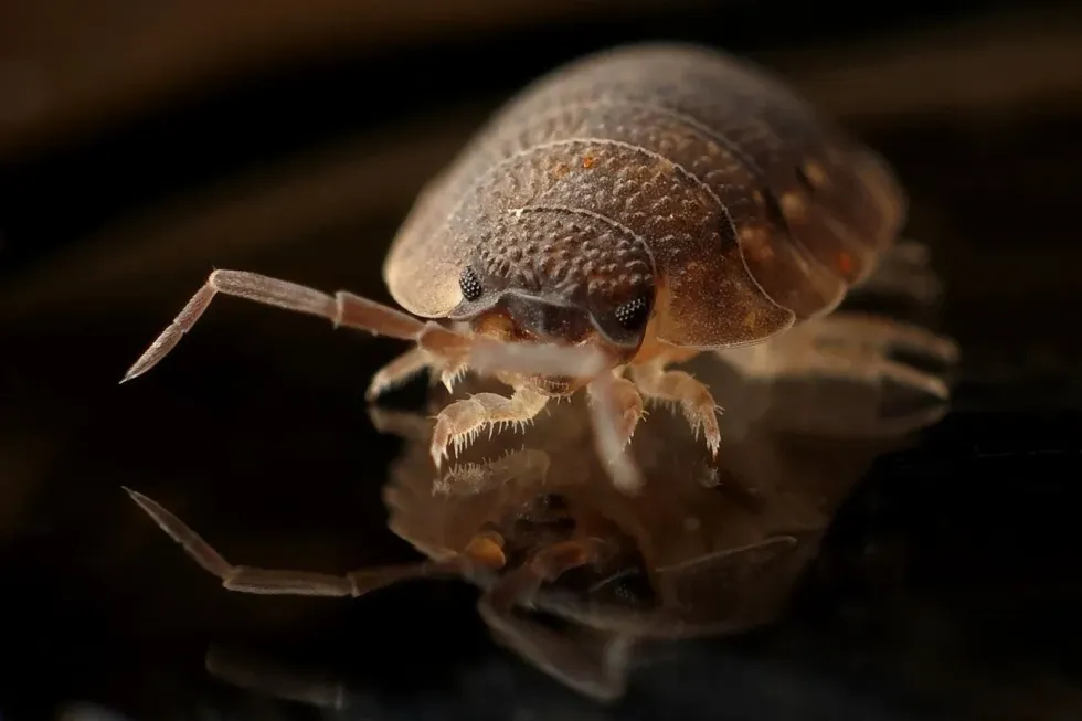 How often do bed bugs feed? The answer to this question is once a week or every 5-10 days.