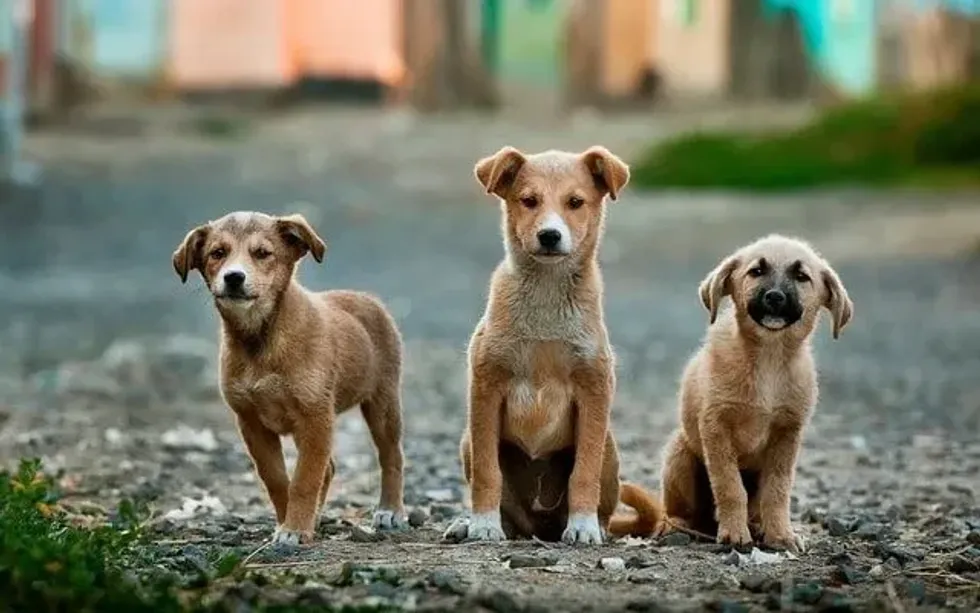 How to measure a dog's height, weight, and length? Read on and learn some fun and interesting tape measure facts about dogs.