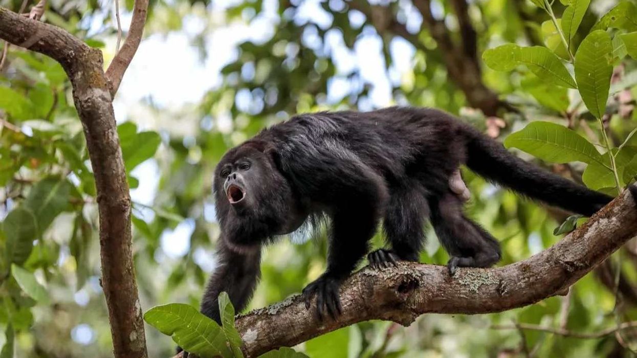 Howler Monkey facts are about monkeys from the family Atelidae.