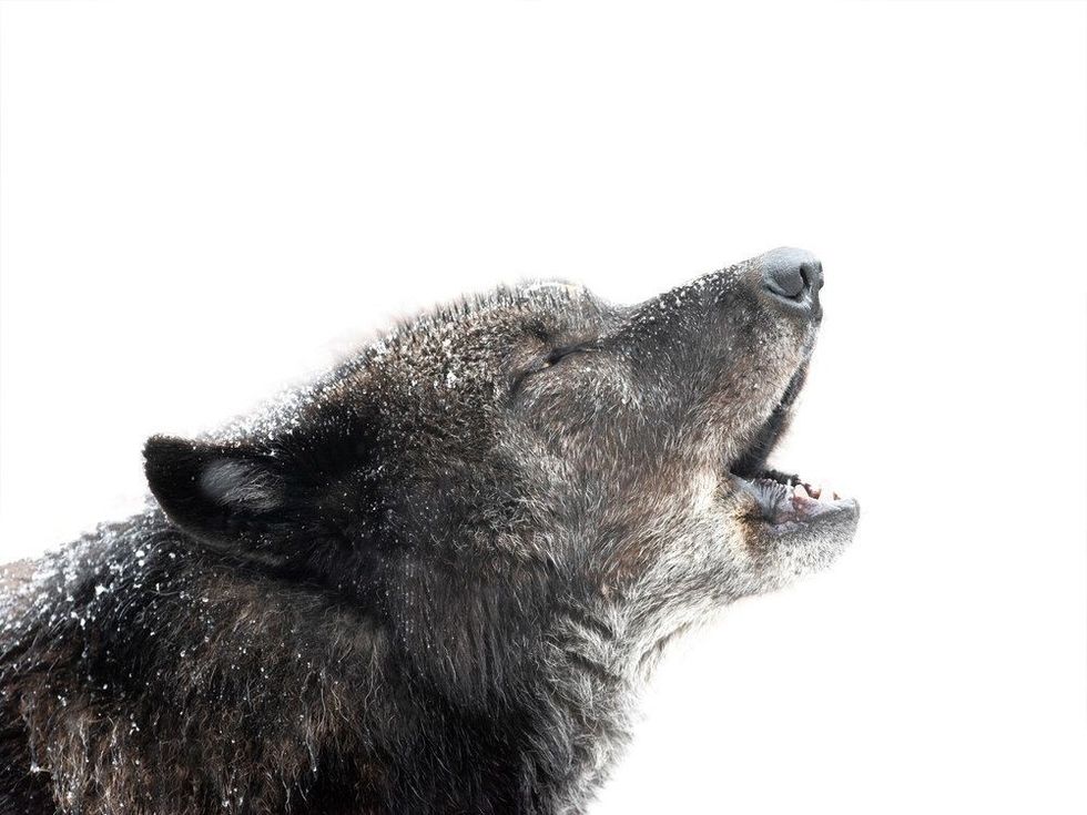 Howling canadian black wolf isolated on white background.