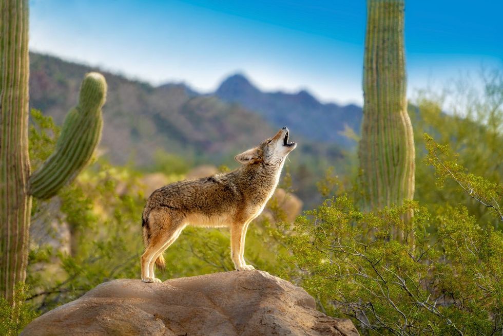 Howling Coyote standing on Rock.