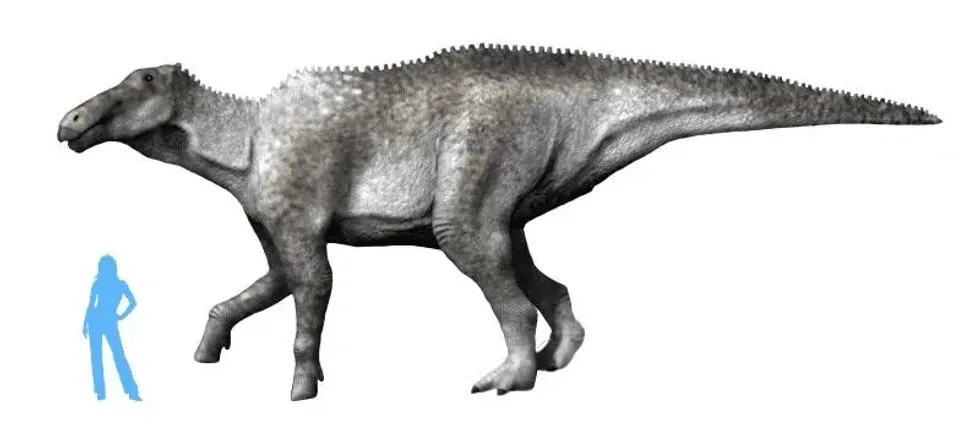 Huaxiaosaurus facts are about a giant hadrosaurid species that originated in China.
