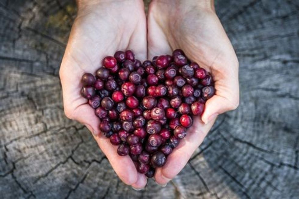 Huckleberry facts tell you that fresh huckleberries are not easily found.