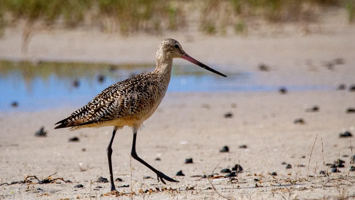 Hudsonian Godwit facts, such as they are very graceful, are interesting.