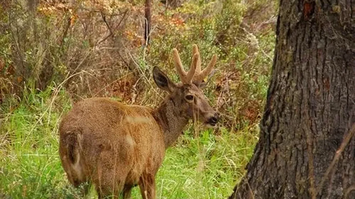 Huemul facts about the endangered species of deer native to Chile and Argentina.