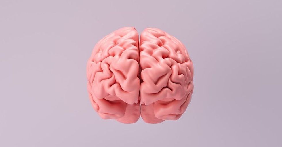 Human brain Anatomical Model