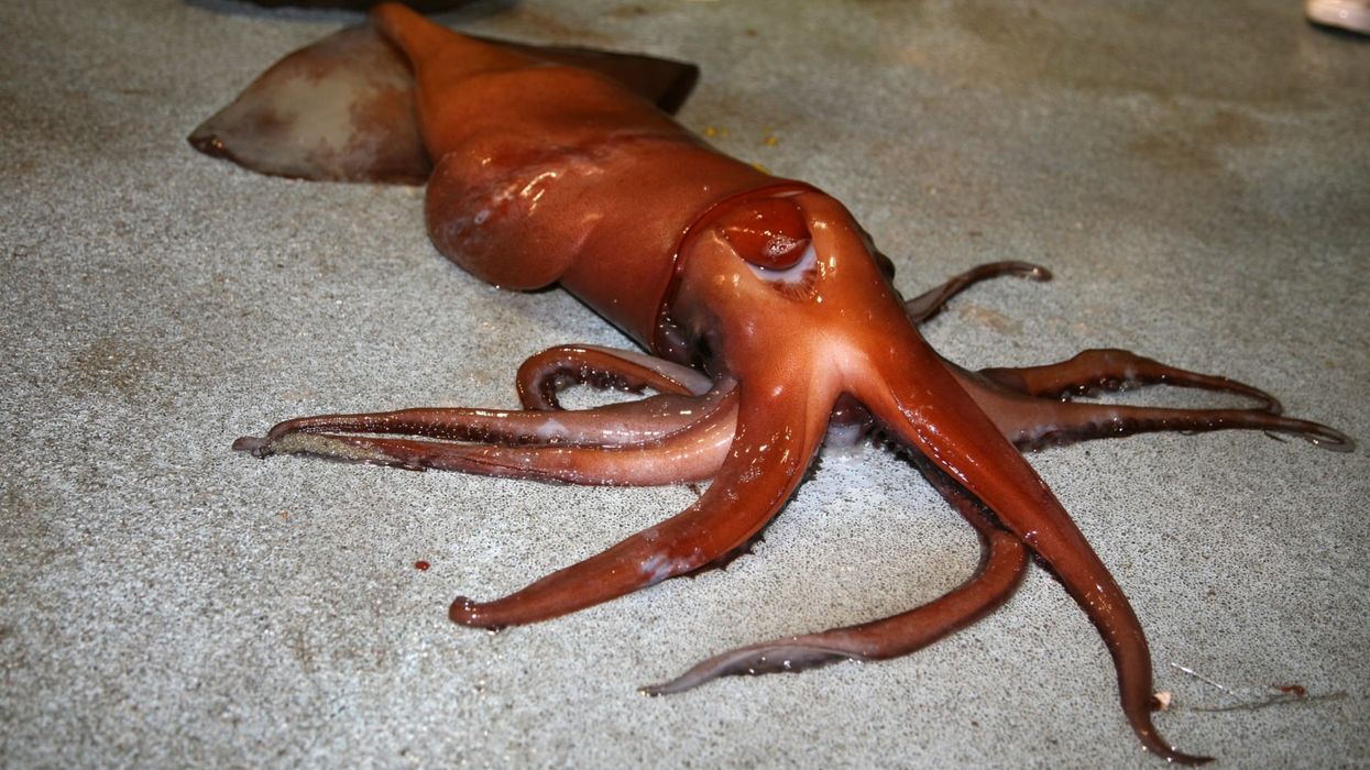 Humboldt squid facts about jumbo flying squid.