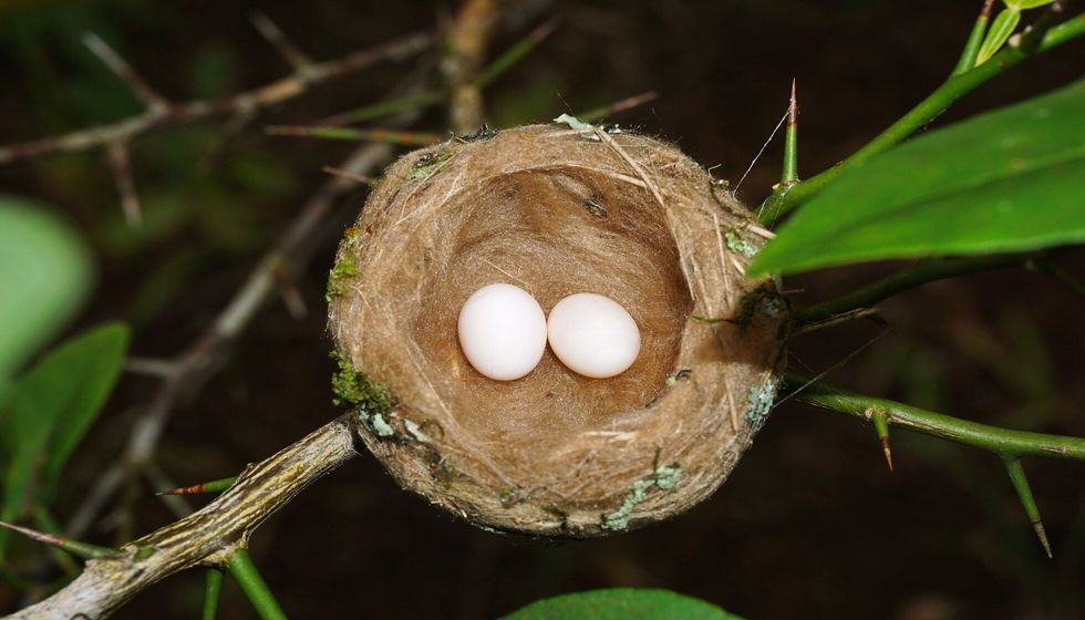 Hummingbird nest with two eggs.