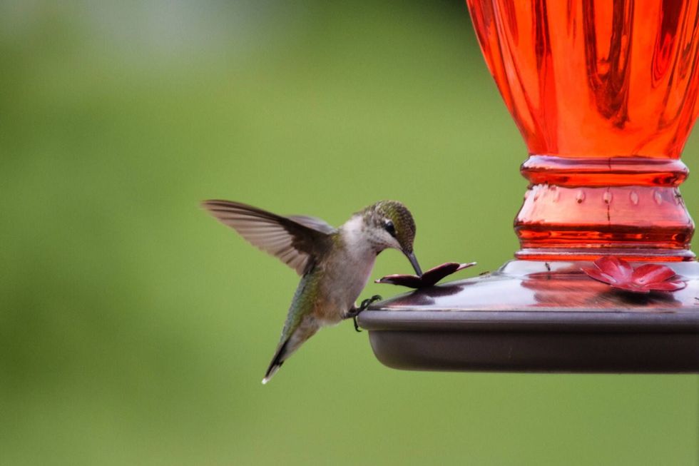 Hummingbird on feeder with green background.