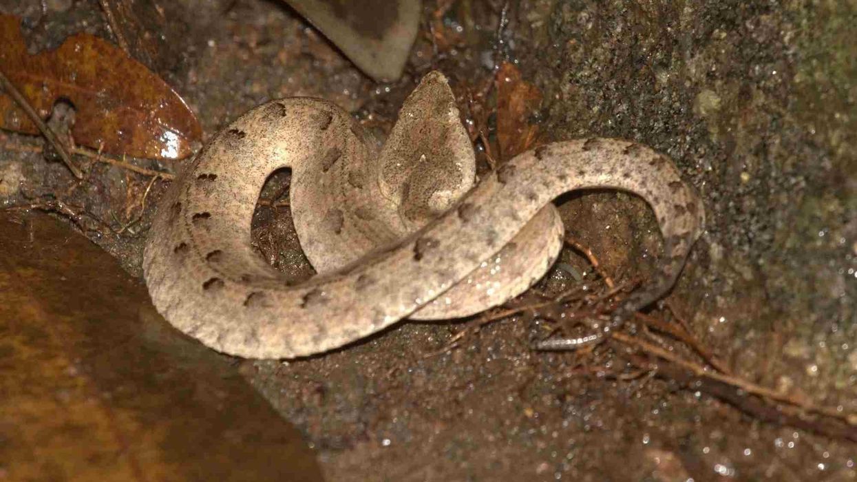 Hump-nosed pit viper facts talk about their habits and range