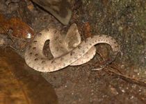 Hump-nosed pit viper facts talk about their habits and range