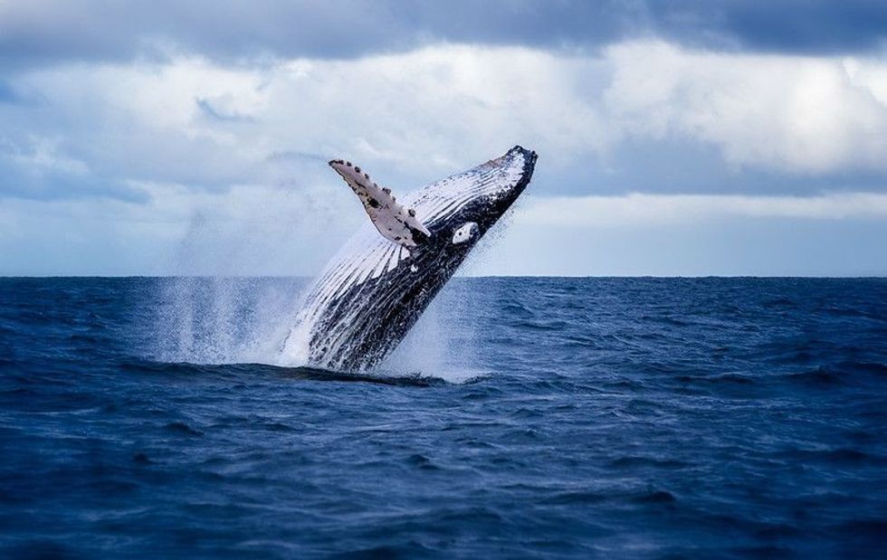 Humpback whale jumping out of the ocean