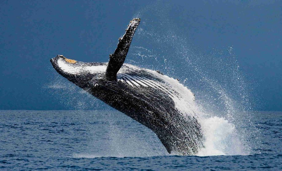Humpback whale jumping out of water.