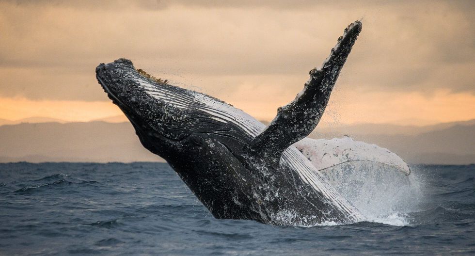 Humpback whale jumps out of the water