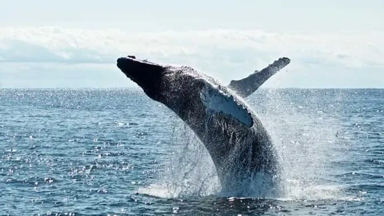 Humpback whales belong to the family Balaenopteridae and can migrate up to 16,000 miles every year