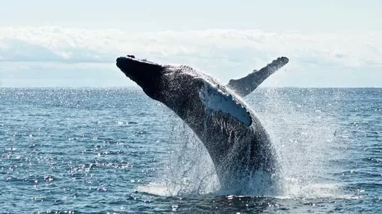Humpback whales belong to the family Balaenopteridae and can migrate up to 16,000 miles every year