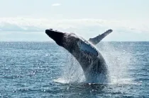 Humpback whales belong to the family Balaenopteridae and can migrate up to 16,000 miles every year
