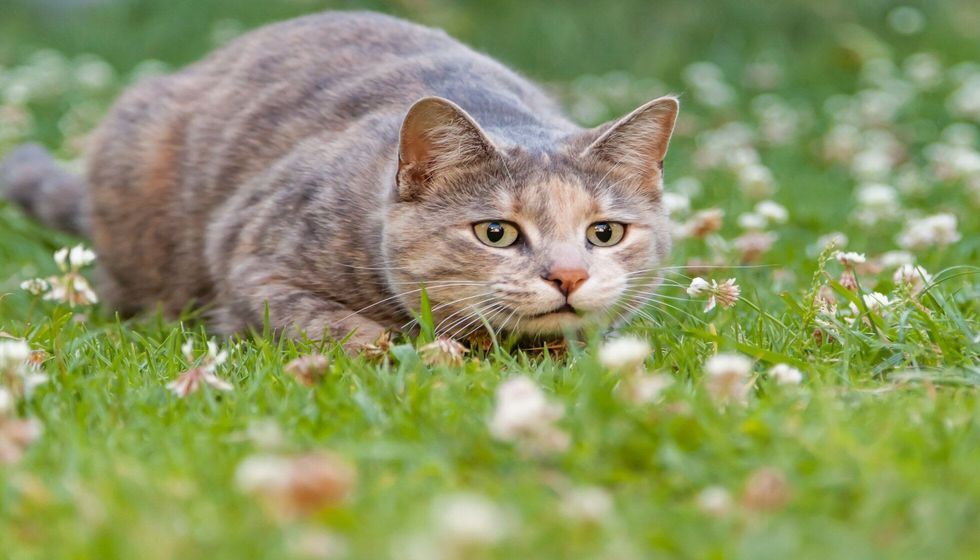 Hunting tortoiseshell-tabby cat alert.