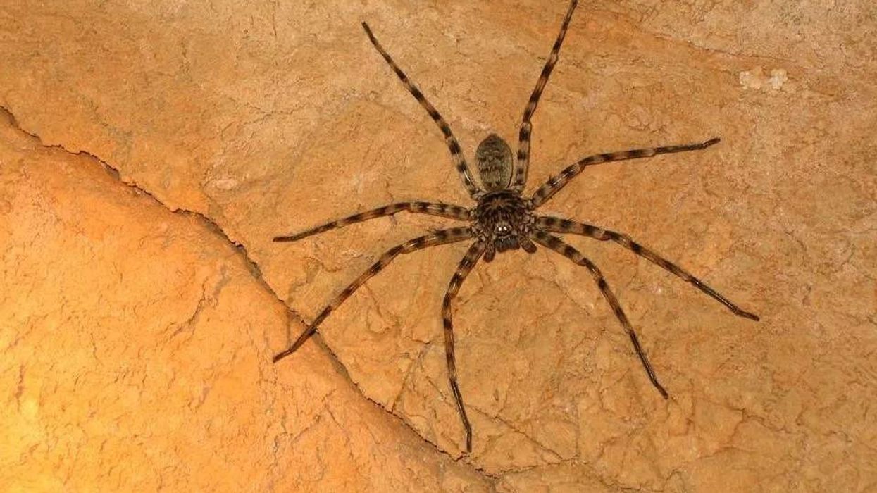 Huntsman spider facts are fascinating to read.