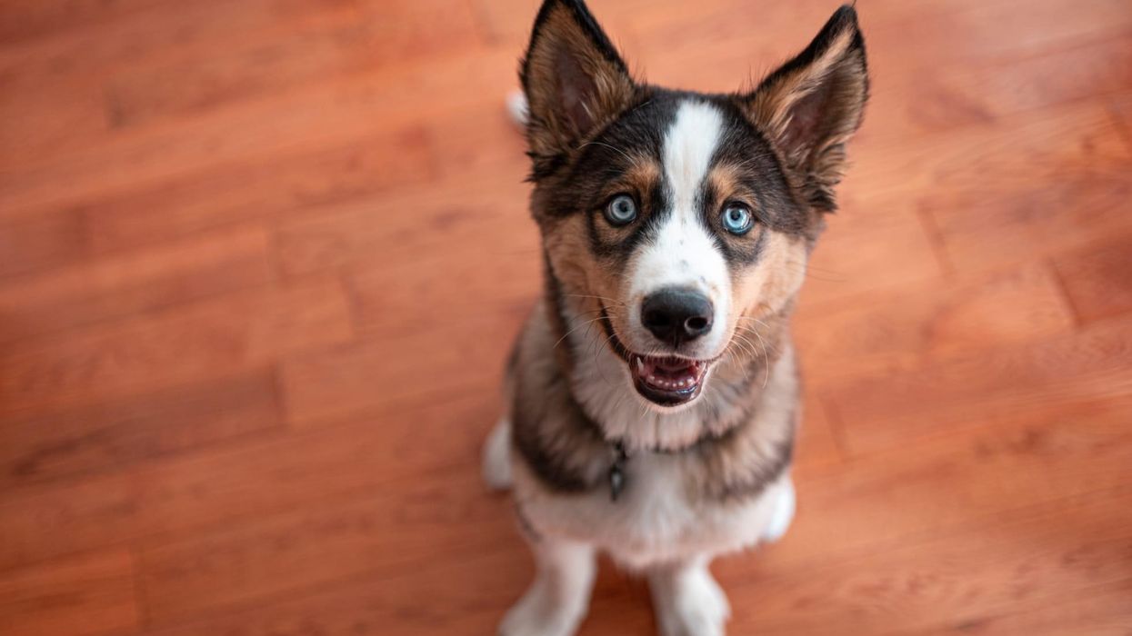 Husky Lab mix facts can be really interesting for a dog owner.