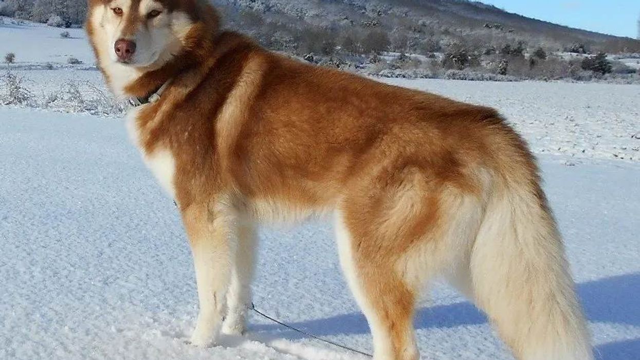 Husky pug mix facts are great to know about new dog breeds.