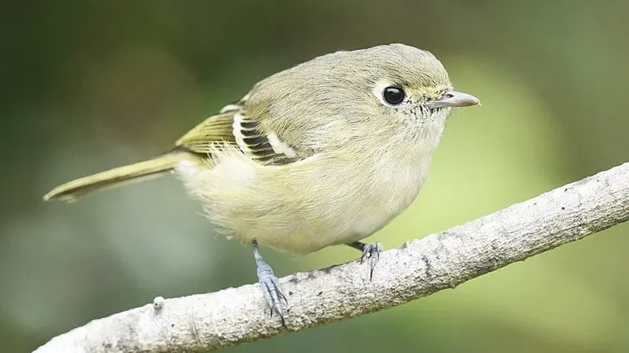 Hutton's Vireo facts on the greenish songbird of the Pacific coast.