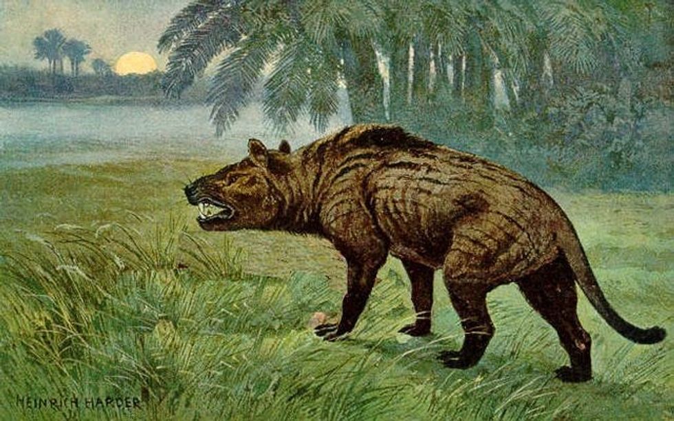 Hyaenodon facts talk about their large head.