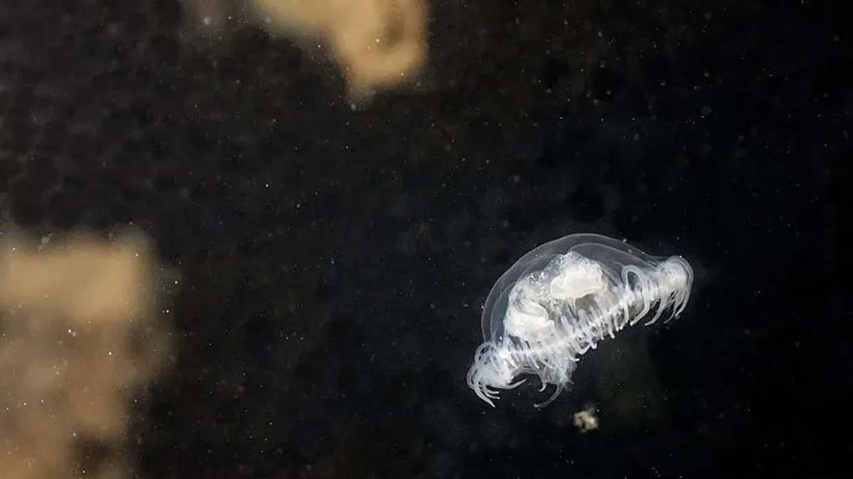 Hydrozoan jellyfish can live in colonies or alone.