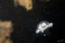 Hydrozoan jellyfish can live in colonies or alone.
