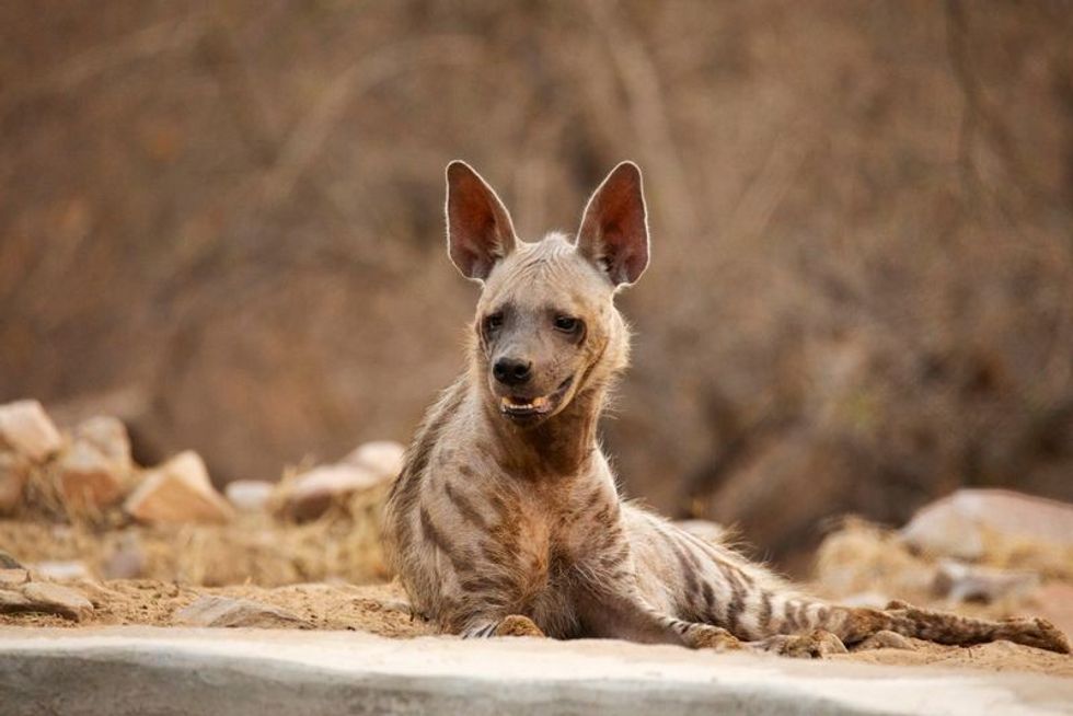Do Hyenas Eat Lions? Here's Why Hyenas Can Hunt Lions! | Kidadl