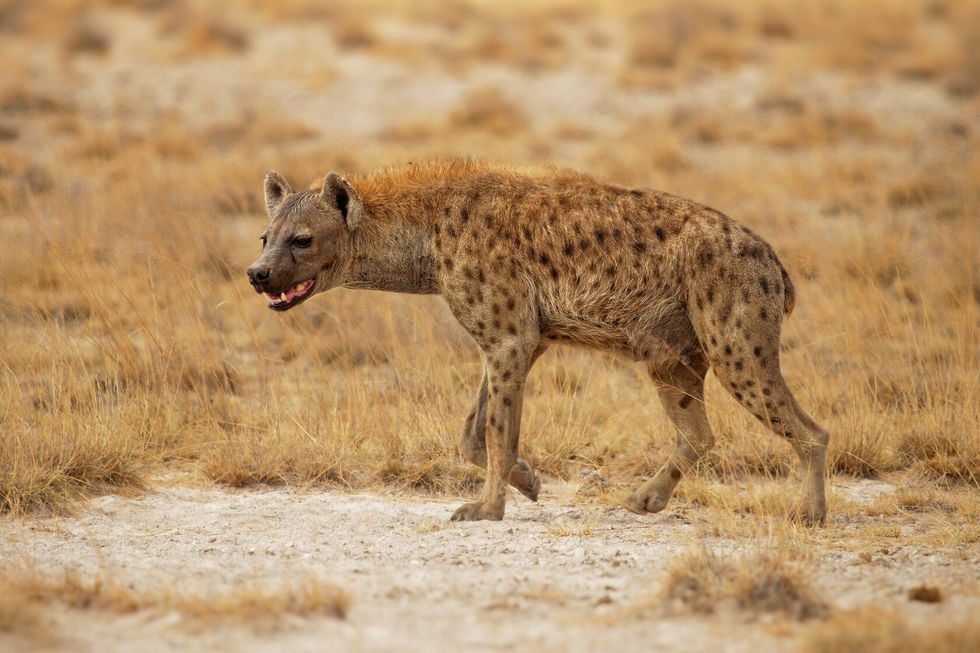Hyena walking in the park.