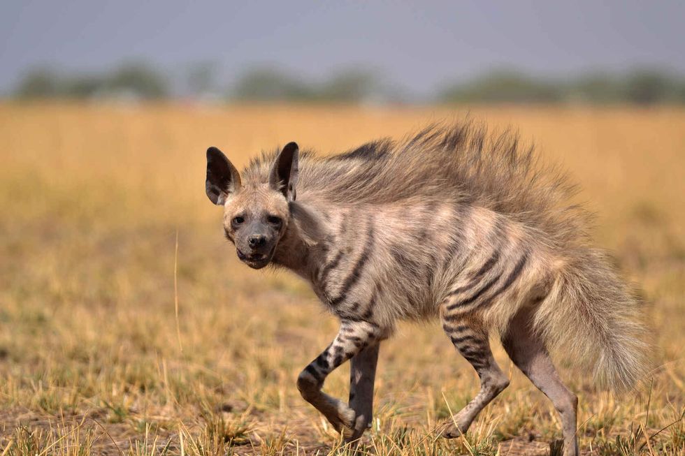 Hyena walking on the grass.
