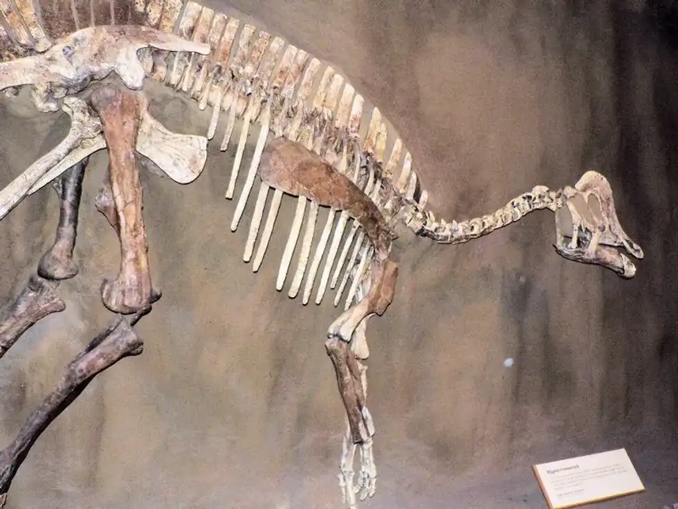 Hypacrosaurus facts talk about a dinosaur and its nest found in 1910 by Barnum Brown.