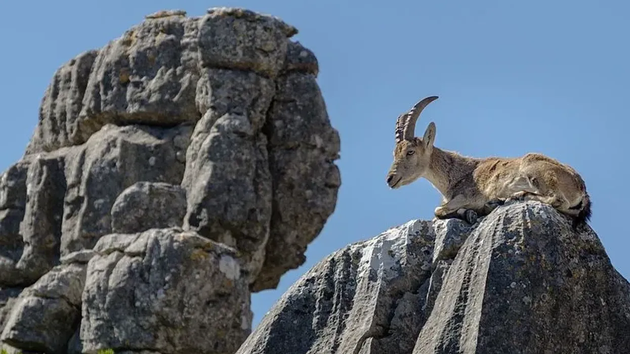 Iberian Ibex facts on the species of wild goat native to Spain.