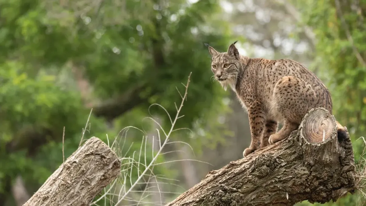Iberian lynx facts are extremely interesting.
