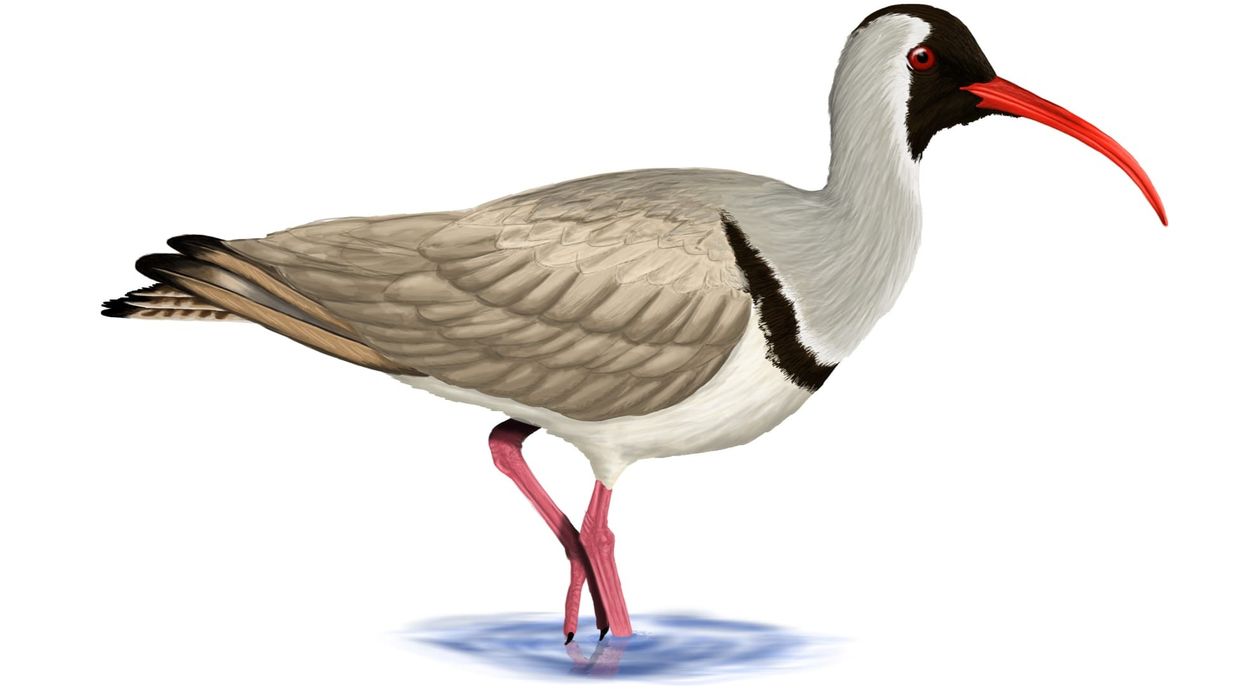 Ibisbill facts about a bird related to the waders.