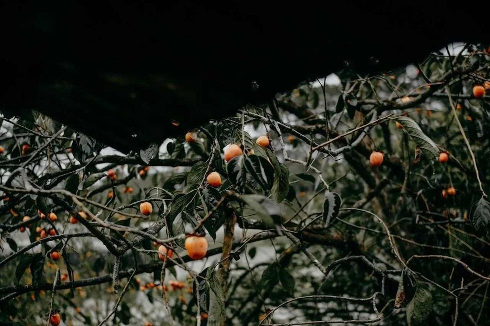 Identification and characteristics of American persimmon tree.