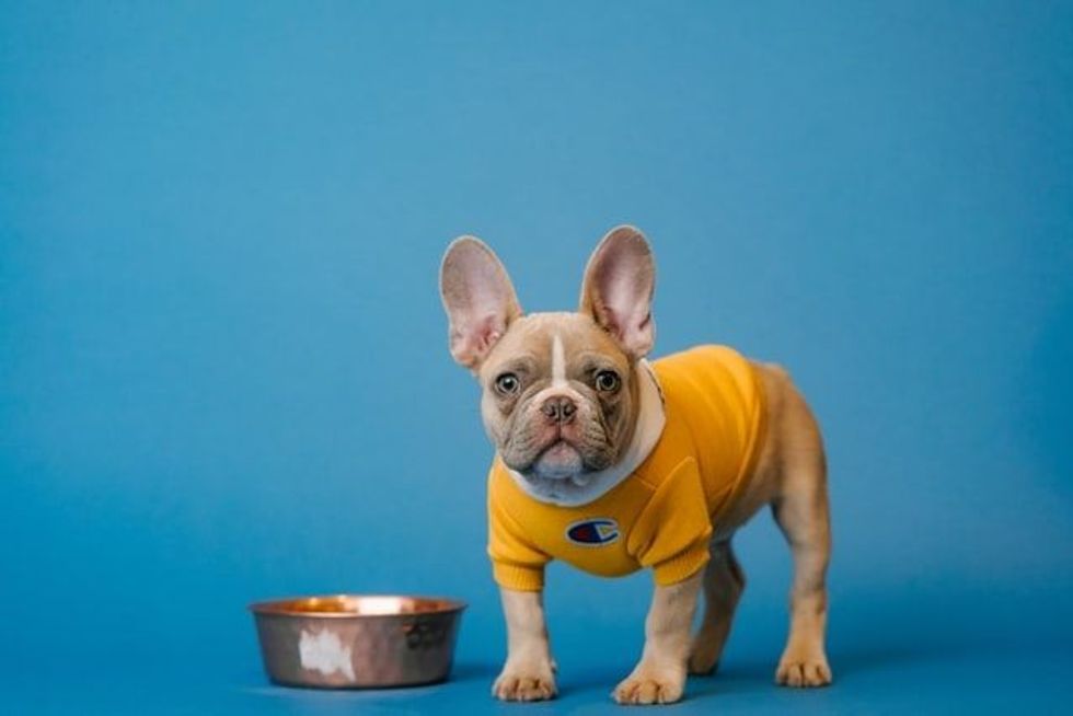 If 'Can dogs eat eggplant?' is something that has crossed your mind, read on to learn everything you need to know about eggplants and their safety for dogs.