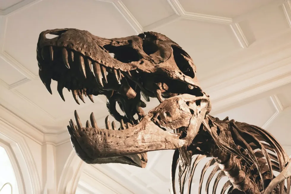 If you are eager to learn what does dinosaurs mean, then do not skip this article.