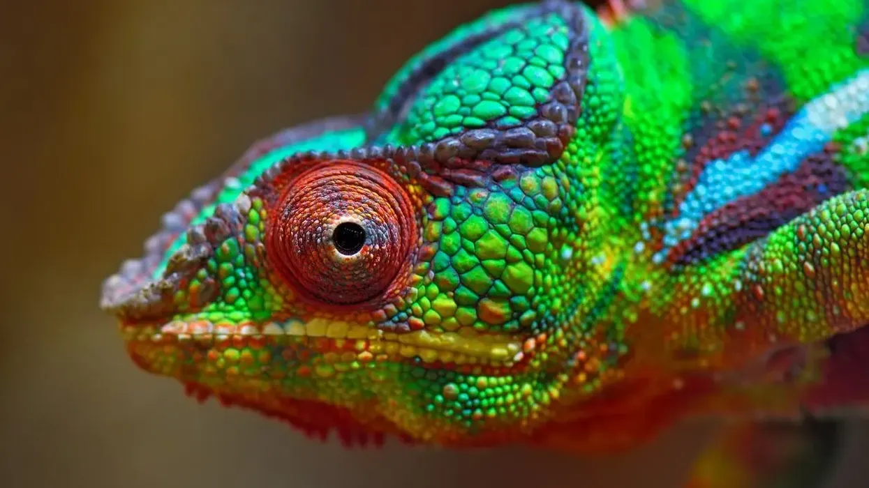 If you are interested in the reptilian world, here are some panther chameleon facts for you!