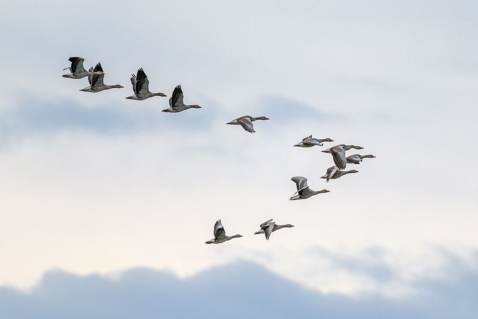If you have seen bird migration, it is quite fascinating to know when birds migrate.