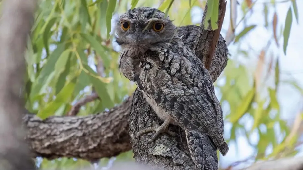 If you want to get your child interested in some tawny frogmouth facts tell them they are cute little Australian birds that are often mistaken for owls