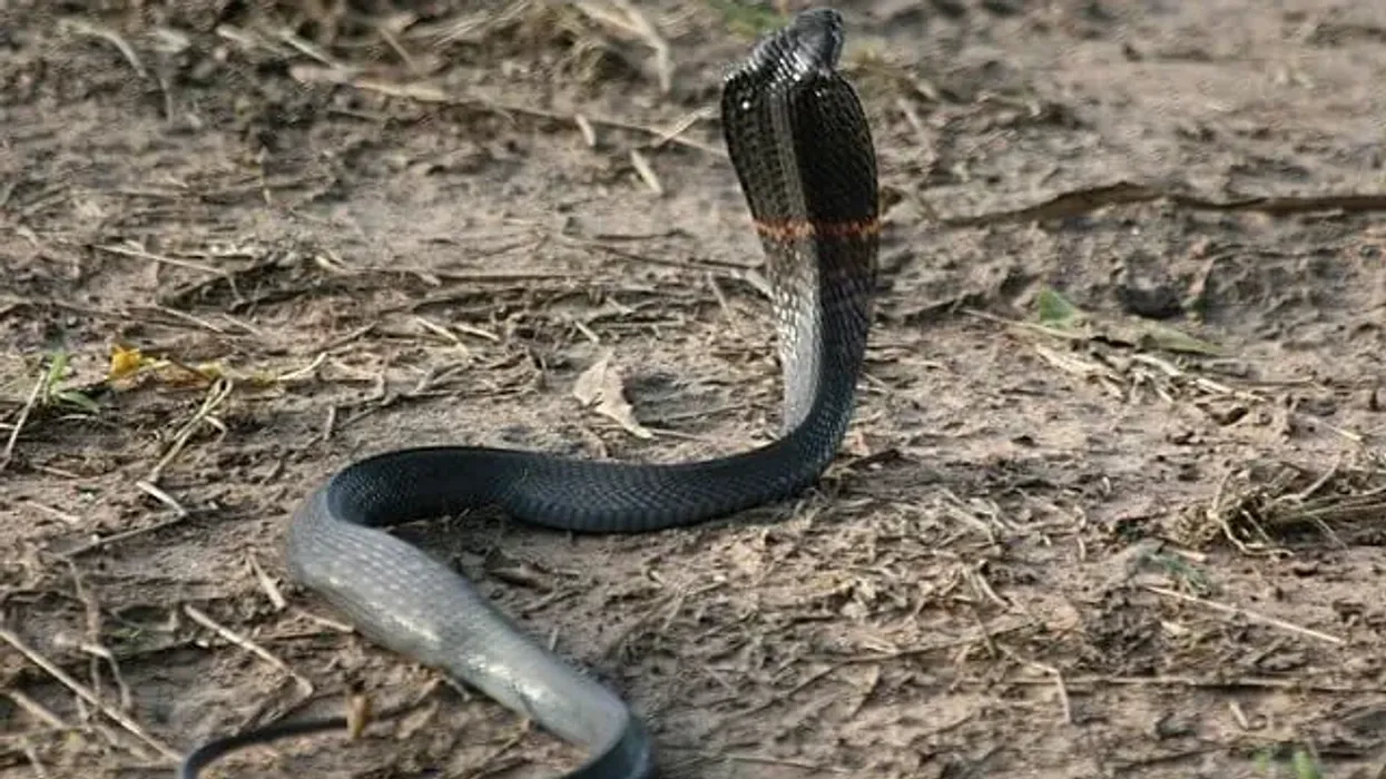 If you want to know about a dangerous reptile, here are some fascinating black-necked spitting cobra facts!
